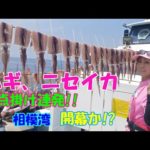 【ムギイカ釣り】【直結仕掛け】【多点掛け】【ニセイカ】【ピッカピカ針】