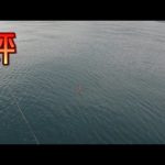 ウキ釣りで狙うヒラメがおもしろい。