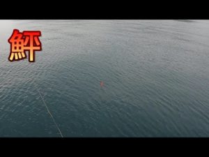 ウキ釣りで狙うヒラメがおもしろい。