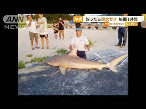 沖縄・海岸に“巨大サメ”・・・釣り人ら「格闘1時間」(2022年5月23日)