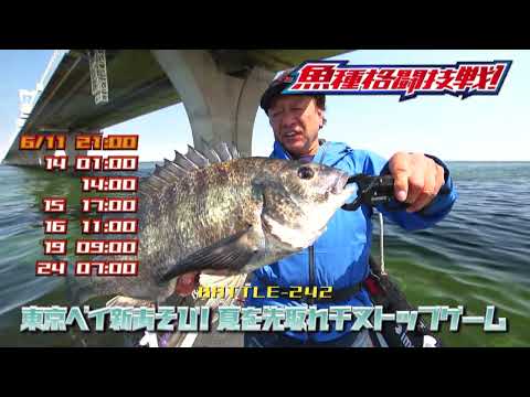 東京ベイ新あそび！夏を先取れチヌトップゲーム【釣りビジョン番組紹介】
