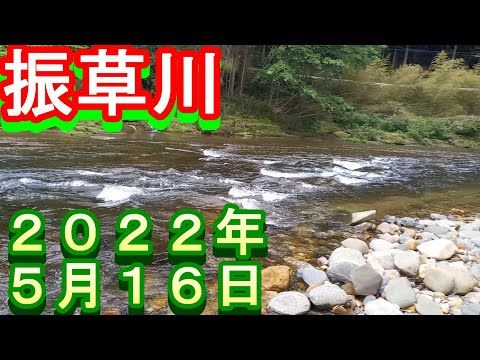 鮎釣り 振草川 小澤剛 友釣り無双 2022年