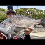 春はチヌ釣り！歳無しを狙う！