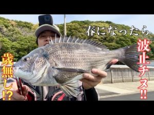 春はチヌ釣り！歳無しを狙う！