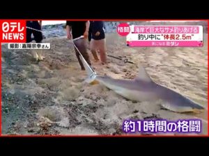 【体長2.5ｍ】巨大なサメ釣りあげる　実は去年も目撃情報が？