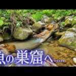 【渓流釣り】岩魚の巣窟にルアーを入れると......   鱒レンジャー改　サニールアーズ　メダカ