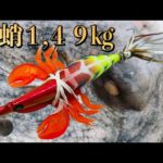 【タコ釣り】カスタムタコエギで狙う春のデカ蛸【オクトパッシング】