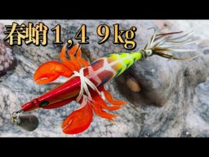 【タコ釣り】カスタムタコエギで狙う春のデカ蛸【オクトパッシング】