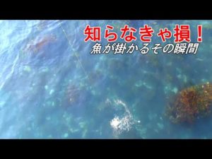 【釣り知識】他者に差をつける貴重な情報