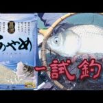 へらぶな釣り-試釣 あやめ-