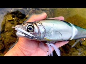 【Sの血脈】超でかいルアーで本気で釣りたい全ての夢人へ。尺ワンチャレンジャー廻戦！！！