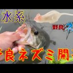 トップウォーター始まりました。【霞ヶ浦】【バス釣り】【野良ネズミ】