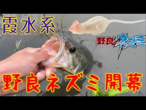 トップウォーター始まりました。【霞ヶ浦】【バス釣り】【野良ネズミ】