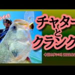 【今日のナンコ！2022.5.24】チャターとクランク！【琵琶湖バス釣り】