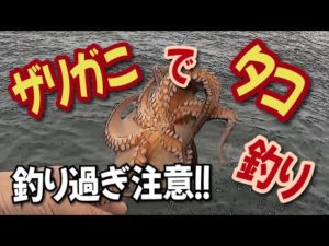 とにかく釣れます【ザリガニでタコ釣り】釣り過ぎ注意