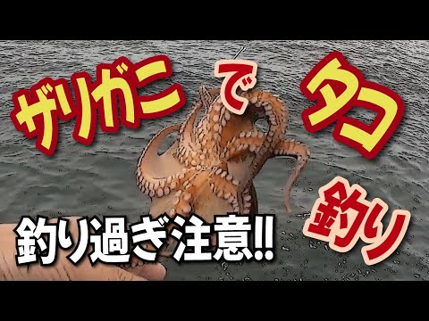 とにかく釣れます【ザリガニでタコ釣り】釣り過ぎ注意