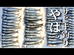 初めてのサビキ釣りでこんなに釣る?!【赤髪のとも】