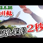 【入れて2秒!!】桂川"鮎"試し釣りで入れ食い連発!!2022.5.25【山梨・桂川漁協】