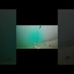 厚田　楽釣‼️#shorts #北海道 #投げ釣り #石狩 #水中カメラ #水中映像 #水中撮影