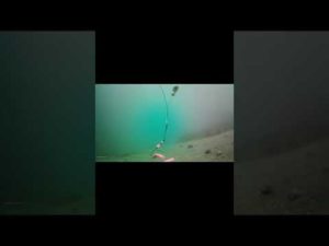 厚田　楽釣‼️#shorts #北海道 #投げ釣り #石狩 #水中カメラ #水中映像 #水中撮影