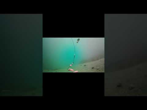 厚田　楽釣‼️#shorts #北海道 #投げ釣り #石狩 #水中カメラ #水中映像 #水中撮影