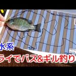 フライでバス＆ギル釣り霞水系2022