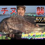 【かかり釣り・筏釣り・だんご釣り】　大チヌの聖地　大裕丸　でた！大チヌ襲来