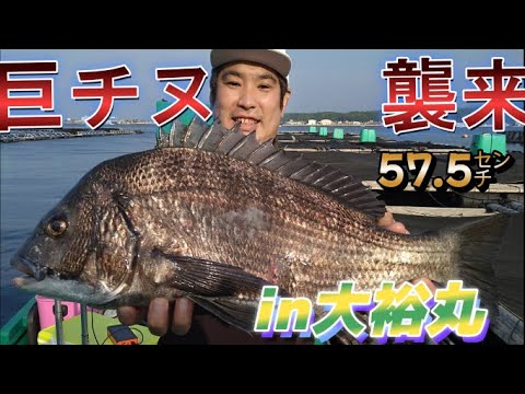 【かかり釣り・筏釣り・だんご釣り】　大チヌの聖地　大裕丸　でた！大チヌ襲来