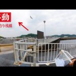 ［豊浜釣り桟橋］少し大きくなった鯵の傾向と対策。生かして内海、冨具崎へ移動。