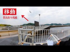 ［豊浜釣り桟橋］少し大きくなった鯵の傾向と対策。生かして内海、冨具崎へ移動。