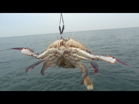 ワタリガニをエサに釣りをしてみたら・・・