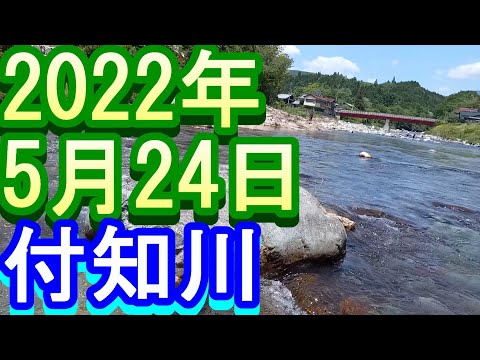 鮎釣り 付知川 小澤剛 友釣り無双 2022年