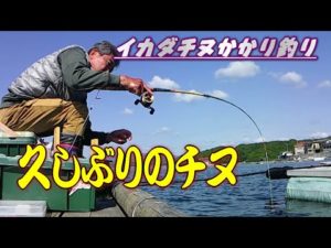 イカダチヌかかり釣り 今年のチヌ第1号です。【チヌじぃー】