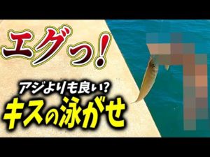 【釣り】キスはアジよりも泳がせ釣りに良いと聞いたのでやってみたら...