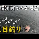 横須賀うみかぜ公園で五目釣り ショアジギング サビキ釣り ちょい投げ釣り カサゴ釣り ルアー カゴ釣り MANCING MANIA JAPAN