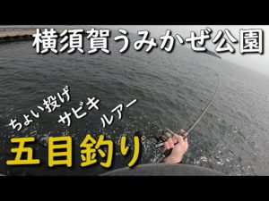 横須賀うみかぜ公園で五目釣り ショアジギング サビキ釣り ちょい投げ釣り カサゴ釣り ルアー カゴ釣り MANCING MANIA JAPAN