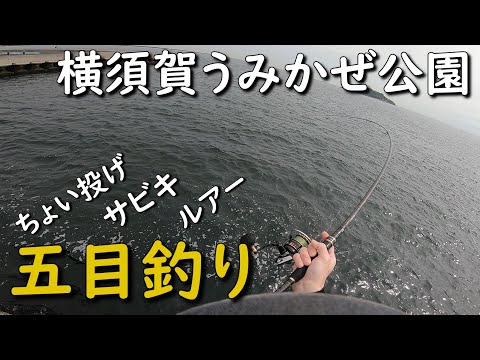 横須賀うみかぜ公園で五目釣り ショアジギング サビキ釣り ちょい投げ釣り カサゴ釣り ルアー カゴ釣り MANCING MANIA JAPAN