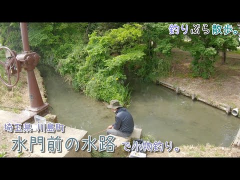 【小物釣り】埼玉県川島町 水門前の水路で小物釣り。【淡水】趣のある水路でした＾＾