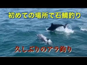 ［石鯛釣り］いつかデッカイ石鯛釣りたいなぁー　今年初のアラ釣り