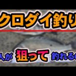 【クロダイ釣り】素人でもクロダイを狙って釣れるのかやってみた