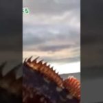 銀釣り【切り抜き】