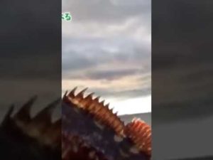 銀釣り【切り抜き】