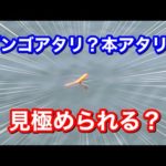 紀州釣り寝ウキのダンゴアタリと本アタリ【チヌ釣り.黒鯛釣り】