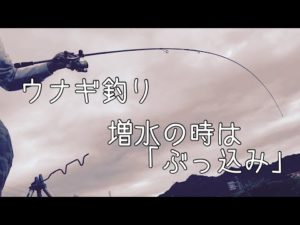 ウナギの穴釣りもライバルが増え、自分が釣れなくなったため、拗ねて増水時にウナギを釣る根端