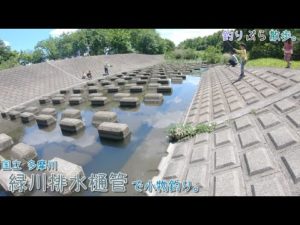 多摩川 国立の流れ込みで小物釣り。テトラの下？いや上で釣ります！緑川排水樋管。