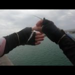 漁師さんに教えてもらった釣り方が効果抜群だった