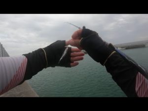 漁師さんに教えてもらった釣り方が効果抜群だった