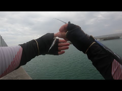 漁師さんに教えてもらった釣り方が効果抜群だった