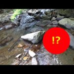 渓流釣りに行ったらヤバい生物に遭遇した！
