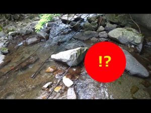 渓流釣りに行ったらヤバい生物に遭遇した！